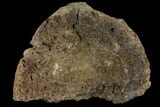 Ceratopsian Frill Shield Section - Canada #94870-1